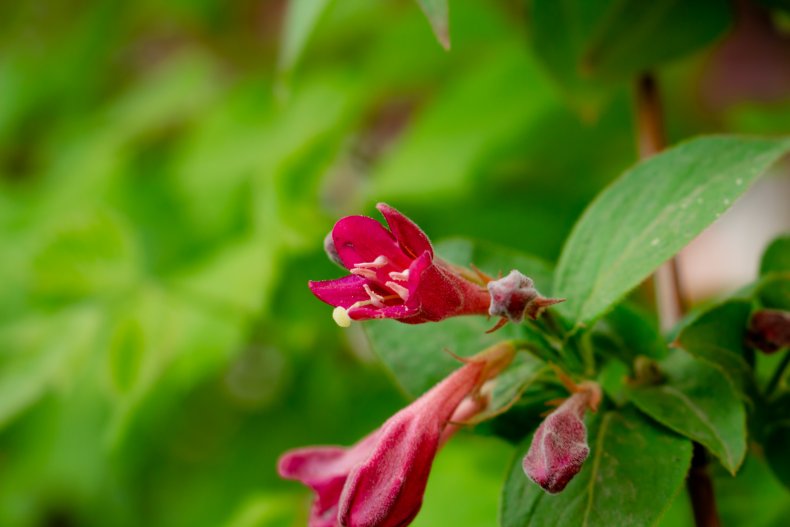 Weigela