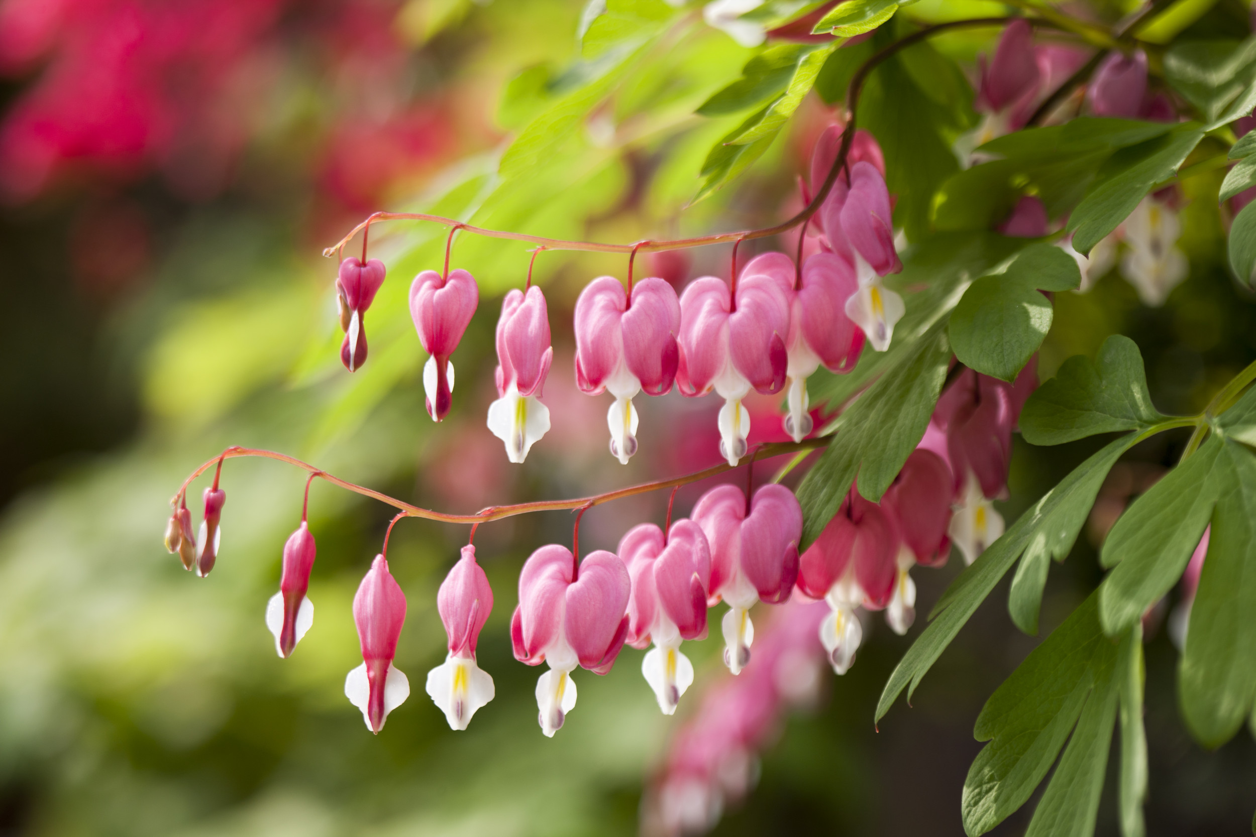 Bleeding Heart