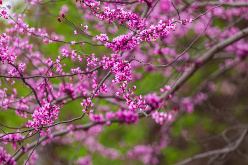 Cercis canadensis