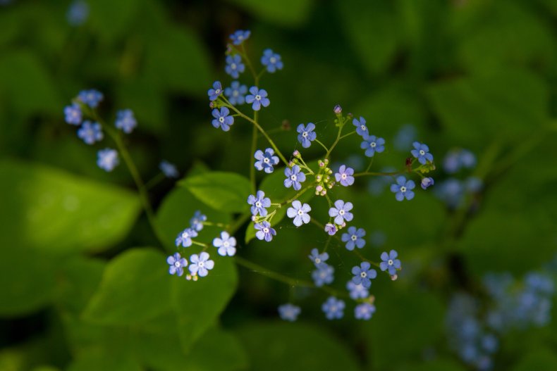 The Great forget-me-not