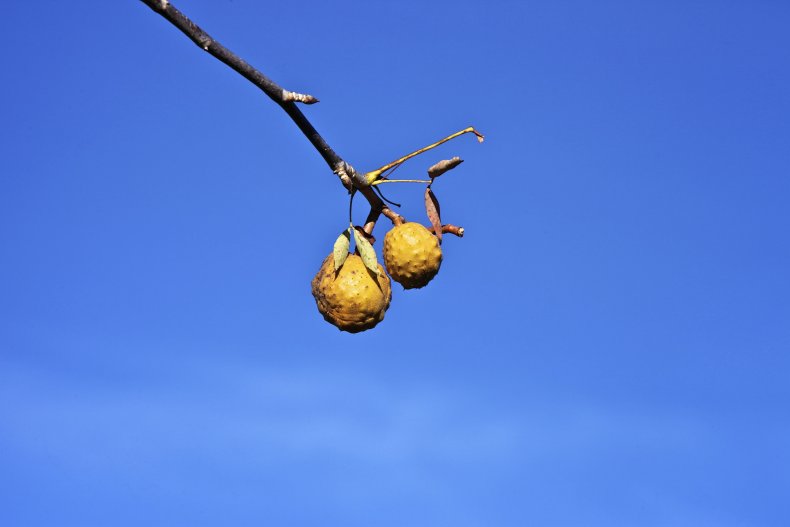 Ohio Buckeye
