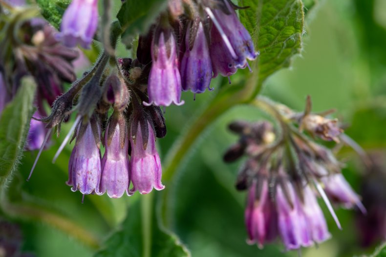 Comfrey