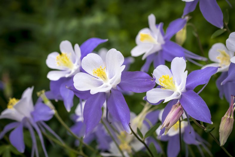 Columbine Flower