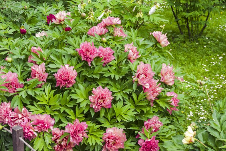tree peony