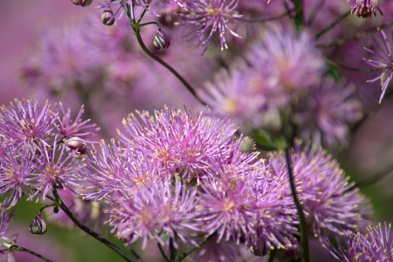 meadow-rue