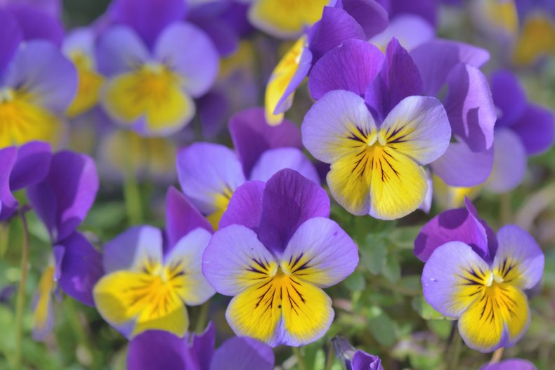 Viola