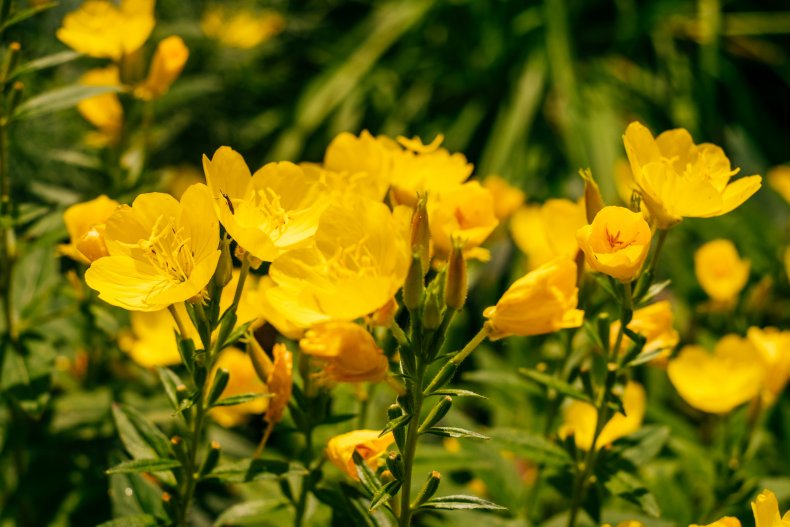 Sundrops