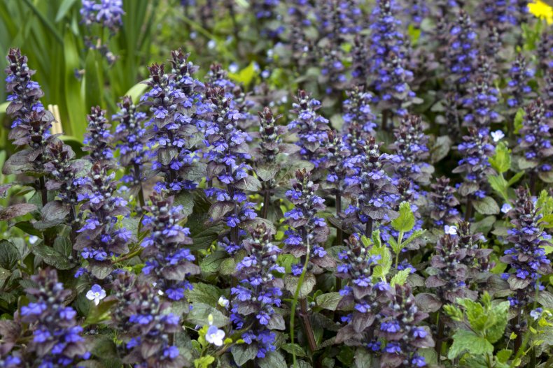 bugleweed