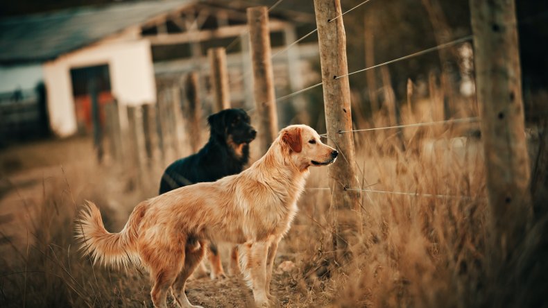 keep your dog from going missing