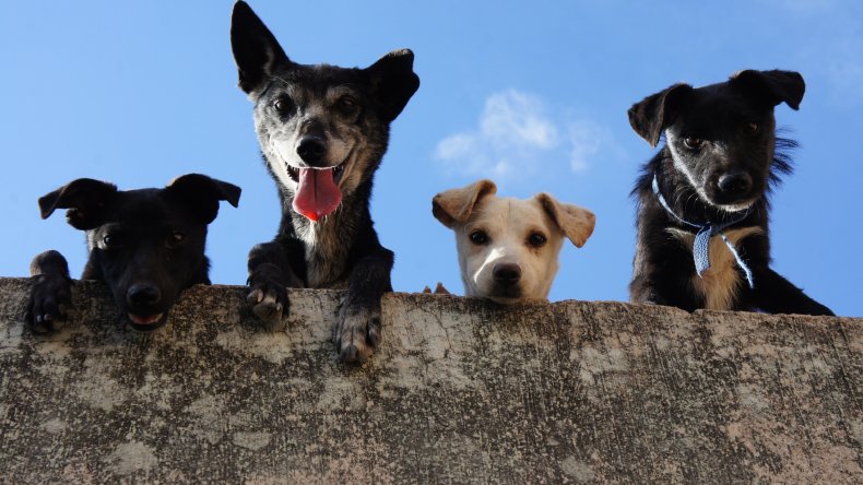 keep your dog from going missing