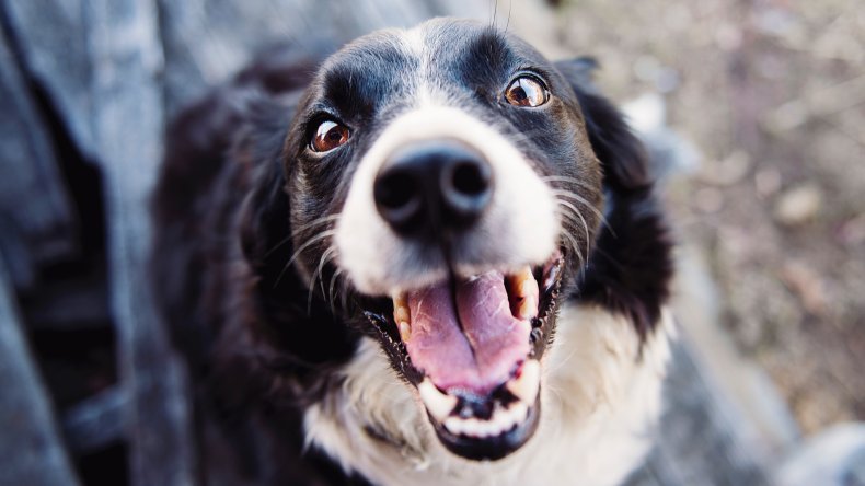 keep your dog from going missing