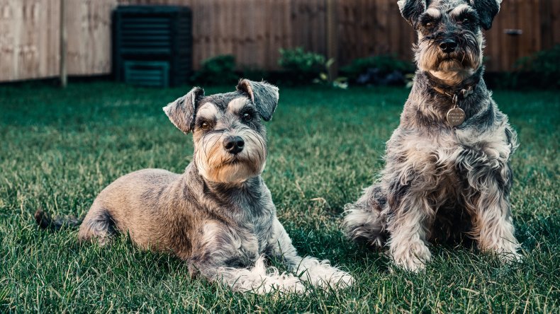 keep your dog from going missing