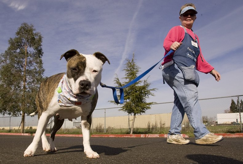 American Staffordshire Terrier