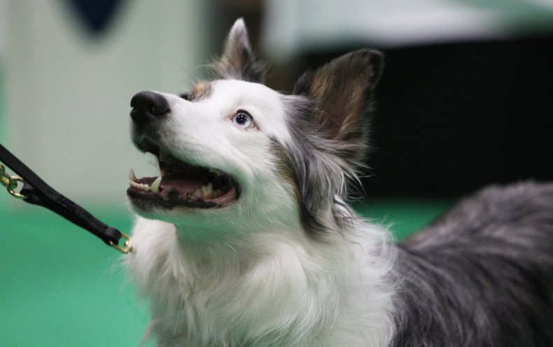 Border collie