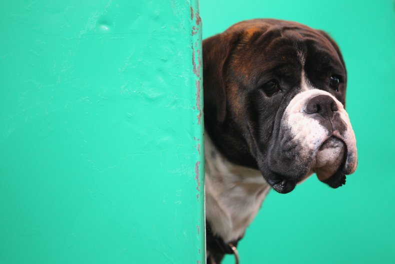 Boxer