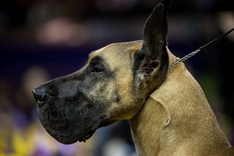 Great Danes
