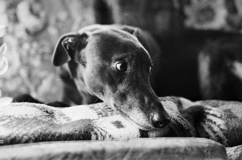 Greyhound