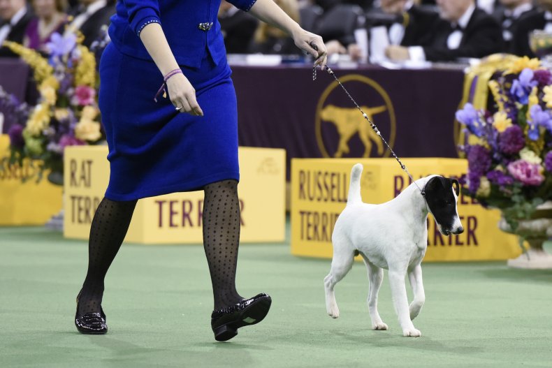 Smooth fox terrier