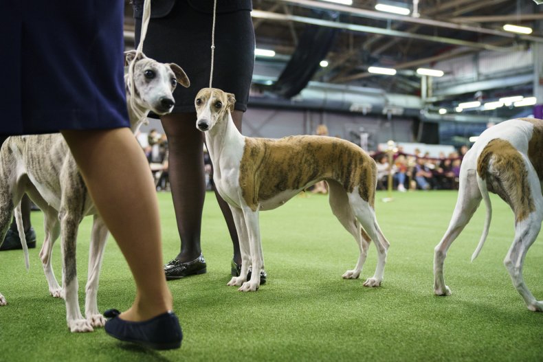 Whippets