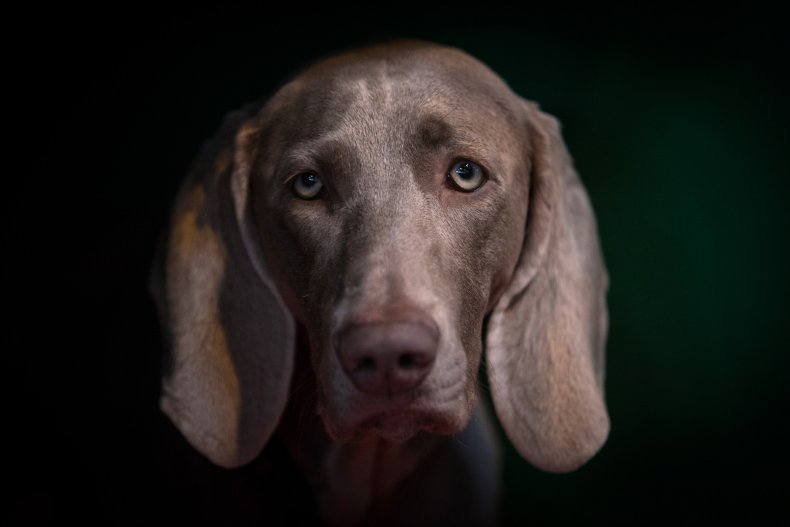 Weimaraner