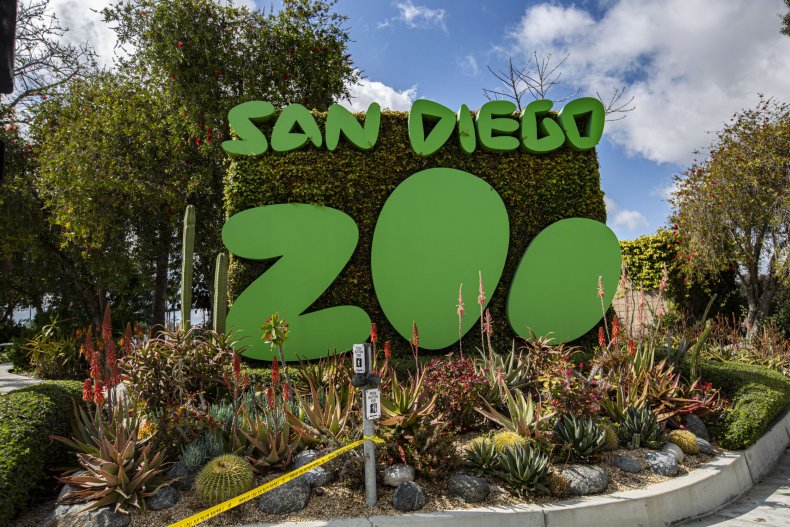 The apes were vaccinated at the zoo