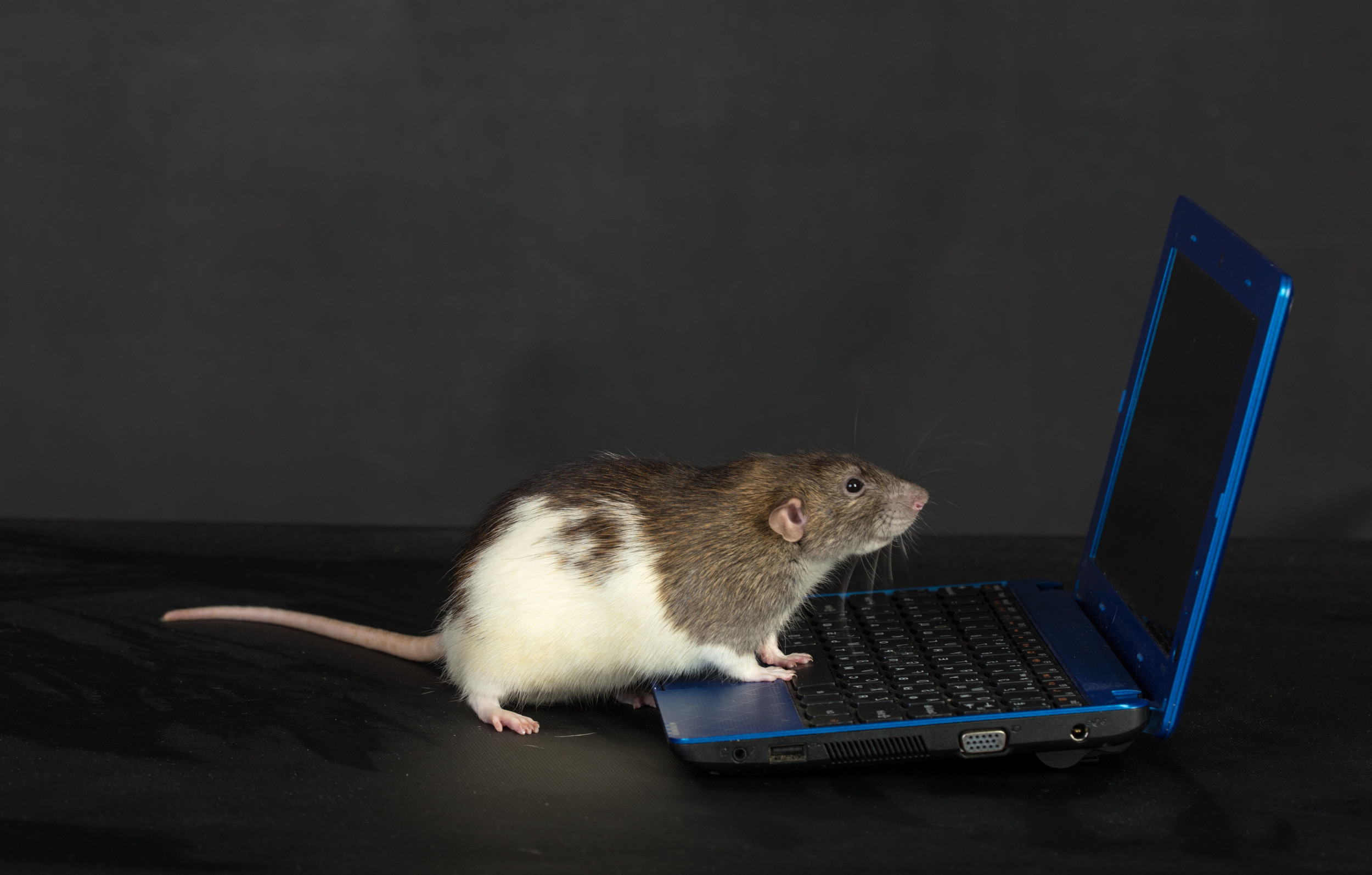 Фото мышки компьютерной на экране