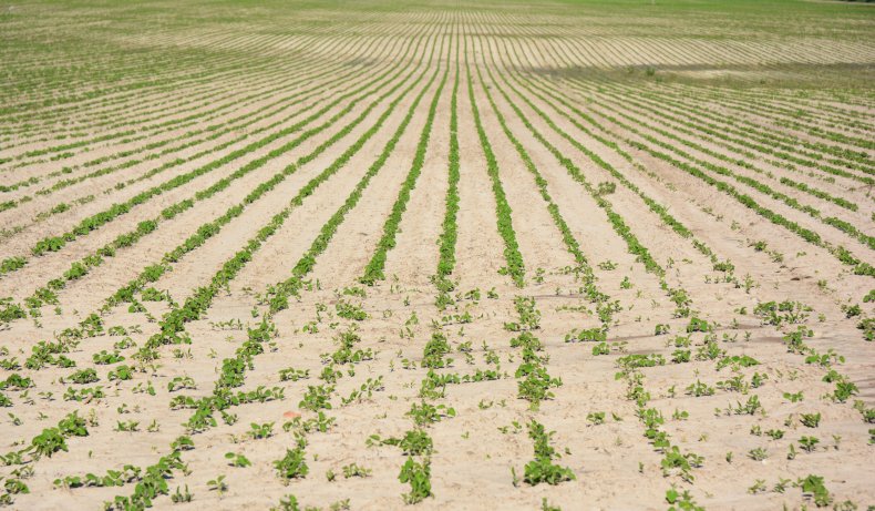 barren land