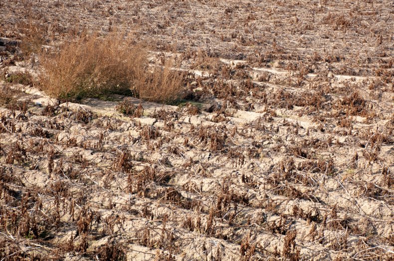 dry crops