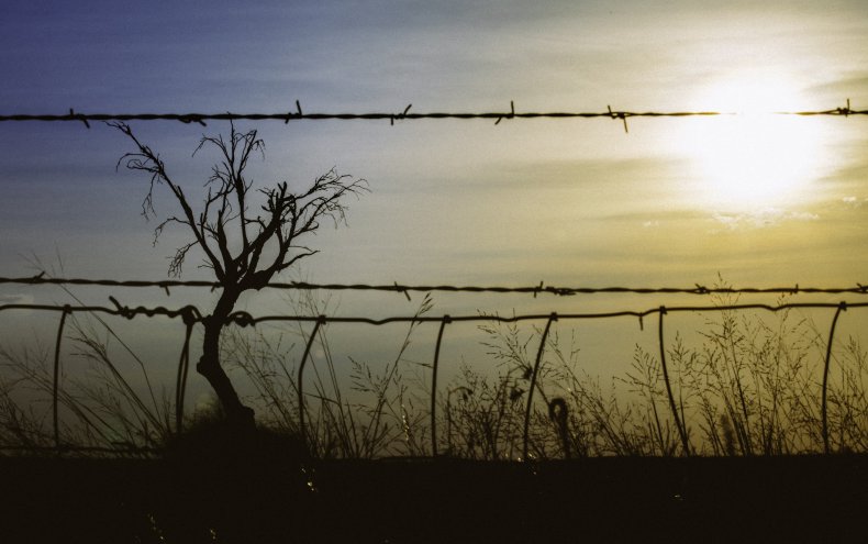 Tree in field