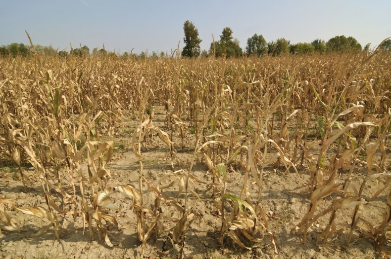 Dry corn field 