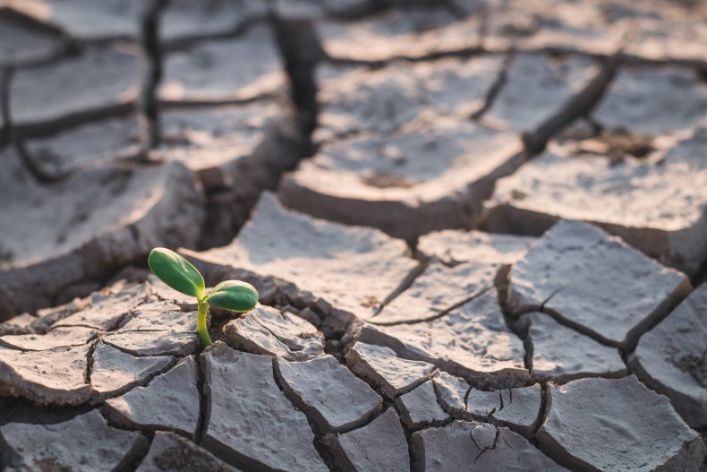 Tree in drought