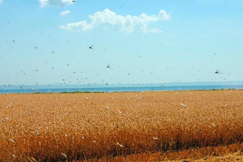 Locusts