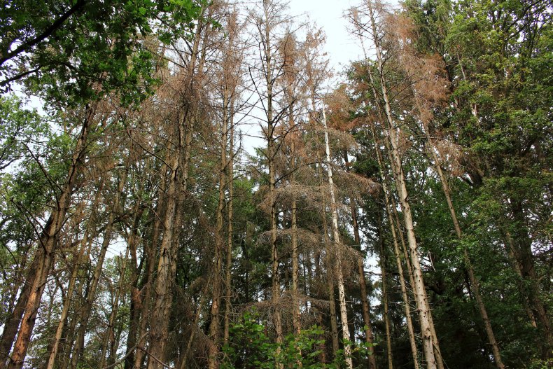 Dead trees
