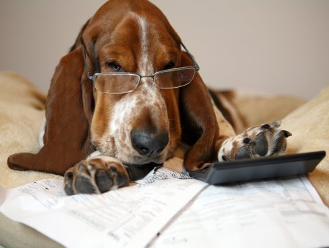 Tax season, dog image