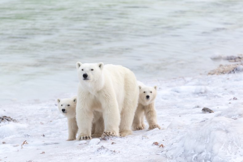 Polar Bears in Svalbard 