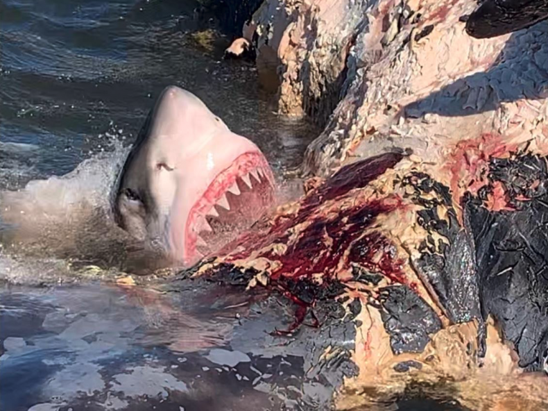 White Shark feeding frenzy 