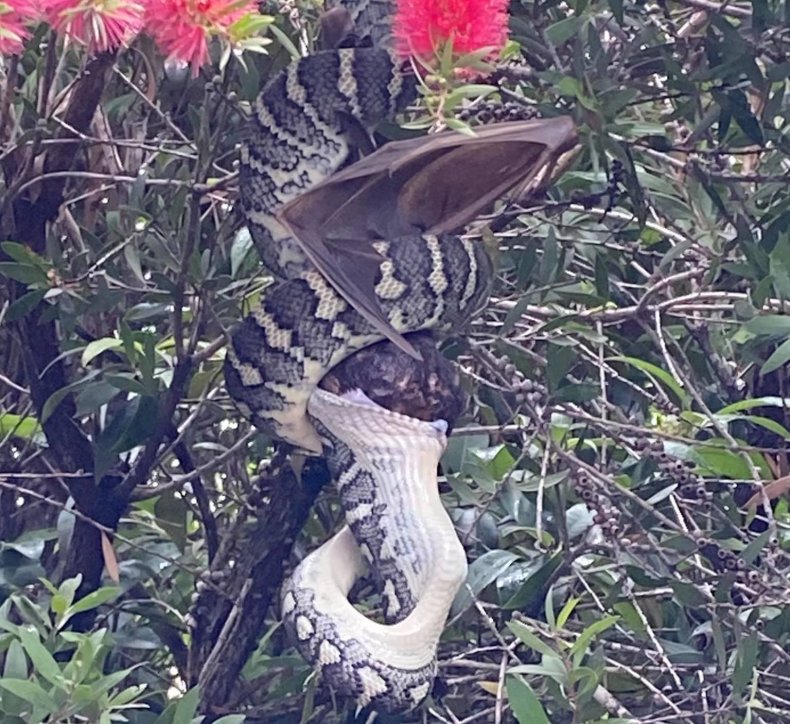 A python eating a bat whole