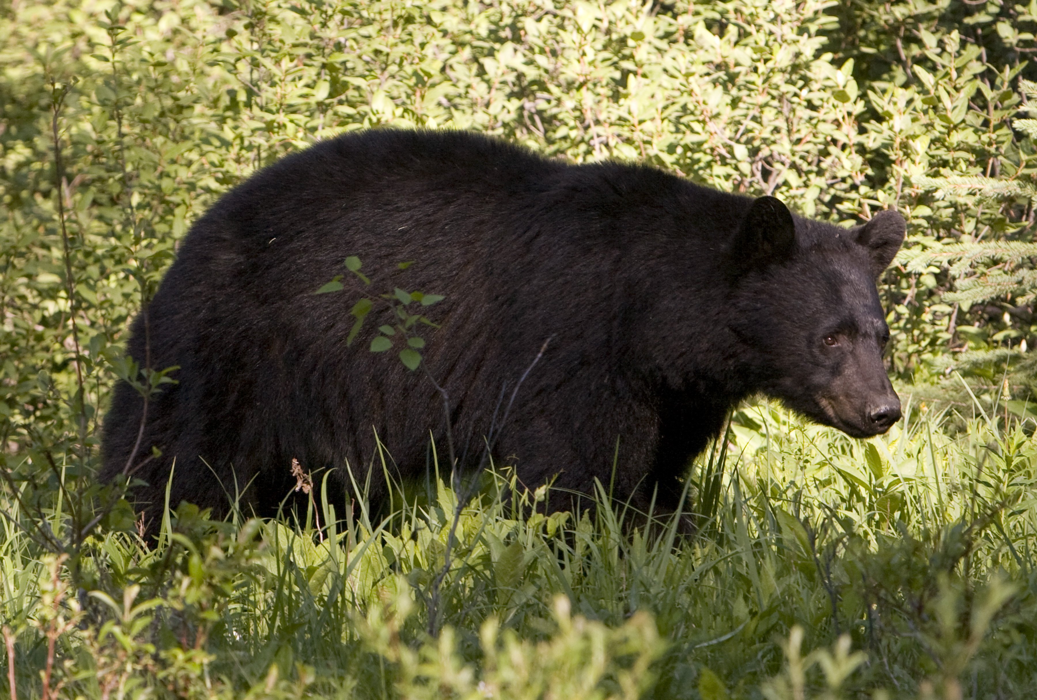 What Do You Do When Confronted By A Black Bear