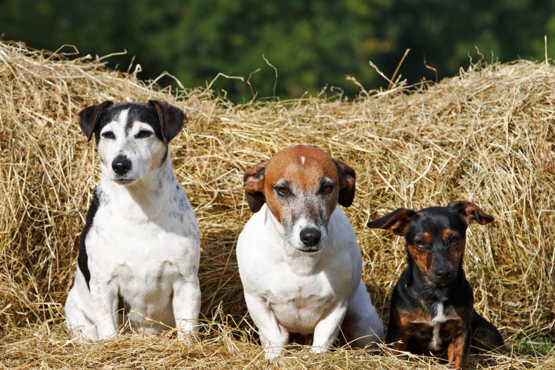 Jack Russell Terrier