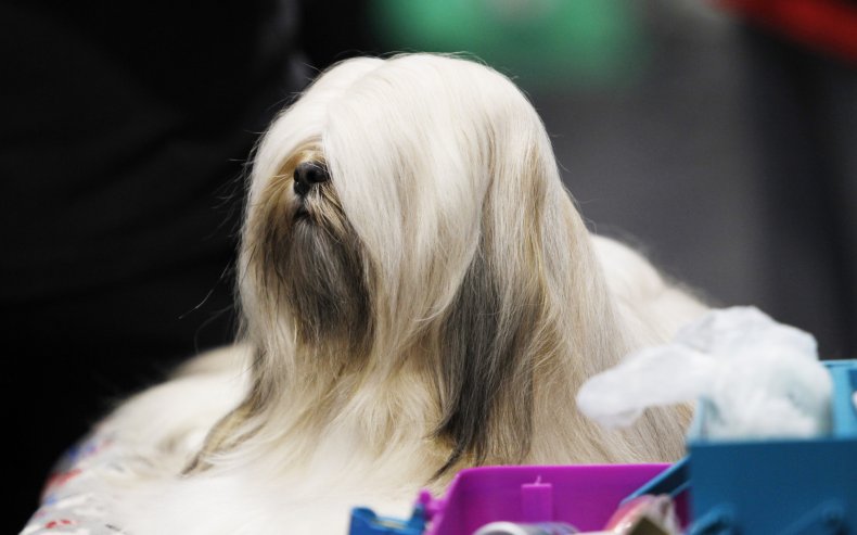 Lhasa Apso