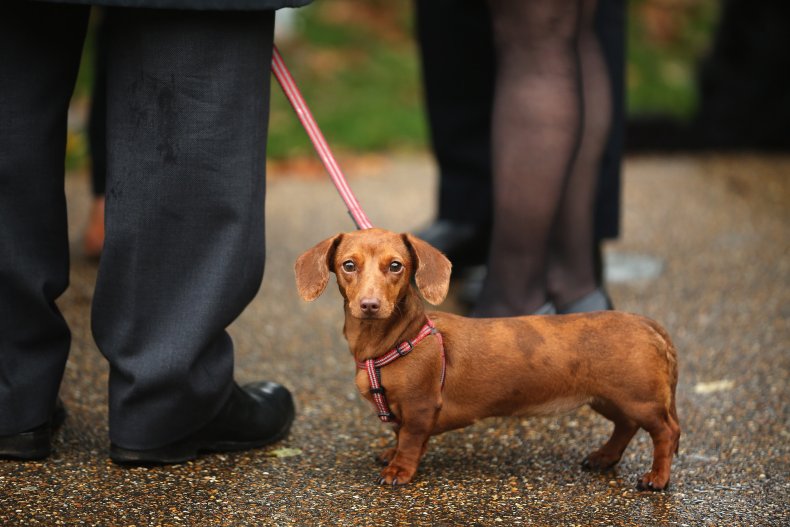 Miniature Dachshunds