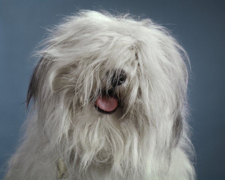 Bearded Collie