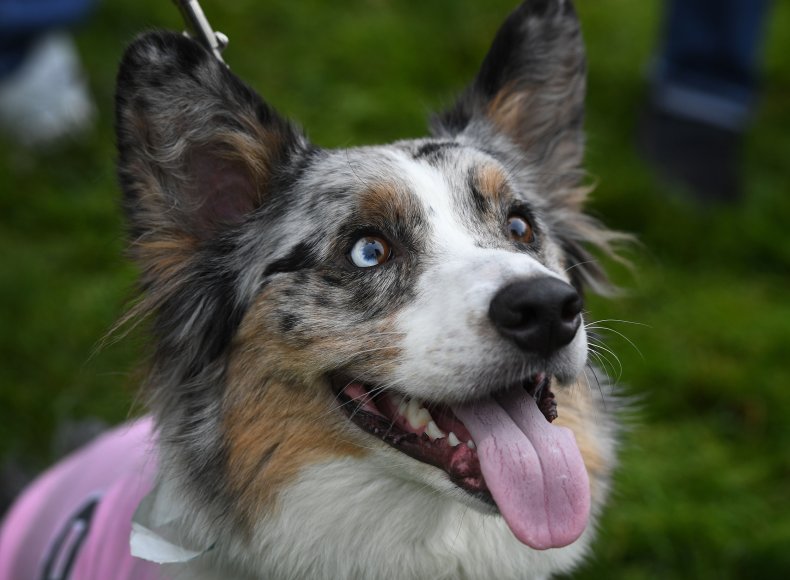 Cardigan Welsh Corgi