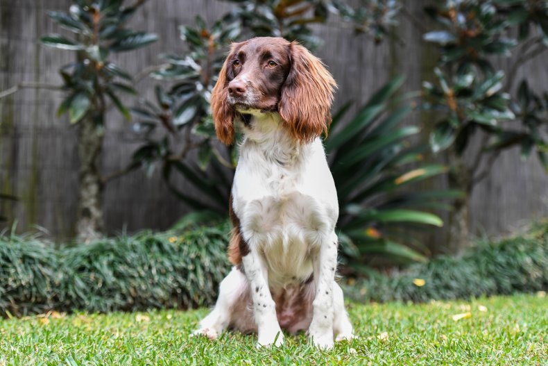 English springer spaniel