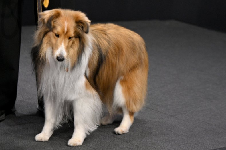 Shetland sheepdog