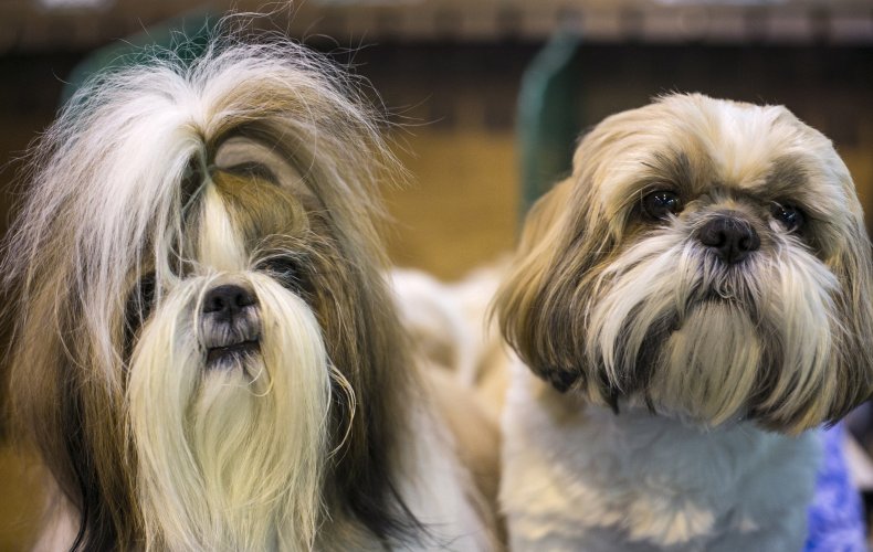 Shih Tzu