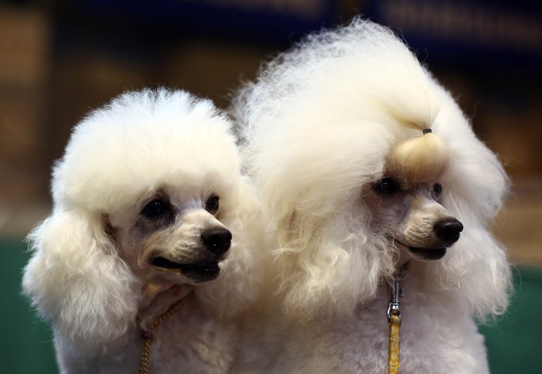Toy poodles