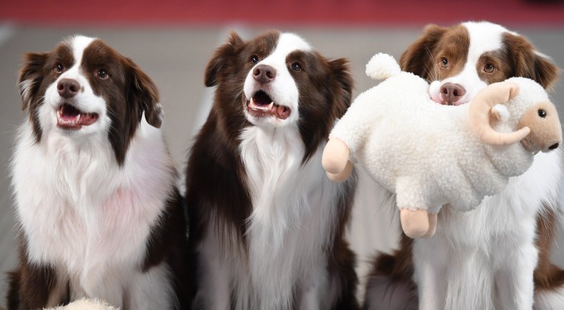 Border Collies