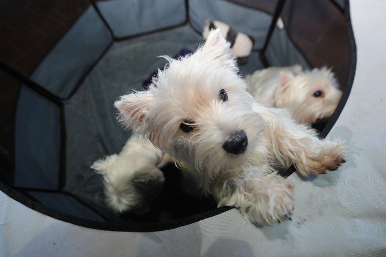 West Highland White Terriers