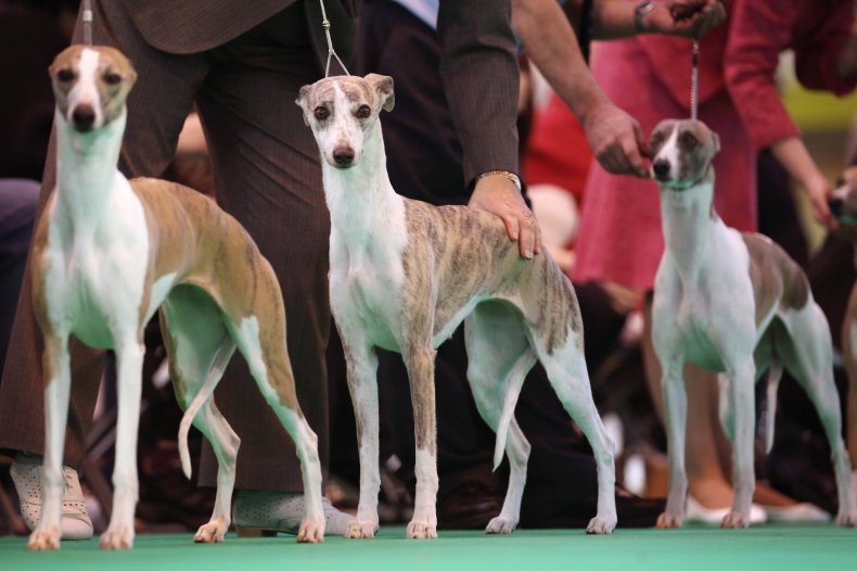 Whippets